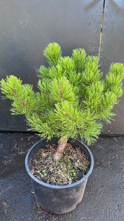 Starkl Rare Golden Mugo Pine, Dwarf Compact Evergreen - Live Plant