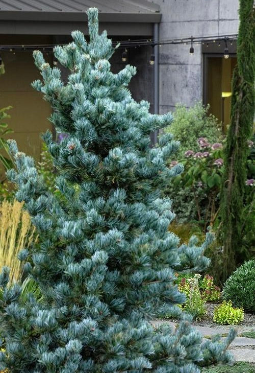 Koru Japanese White Pine Bonsai Starter Tree, Rare Dwarf Conifer - Live Plant