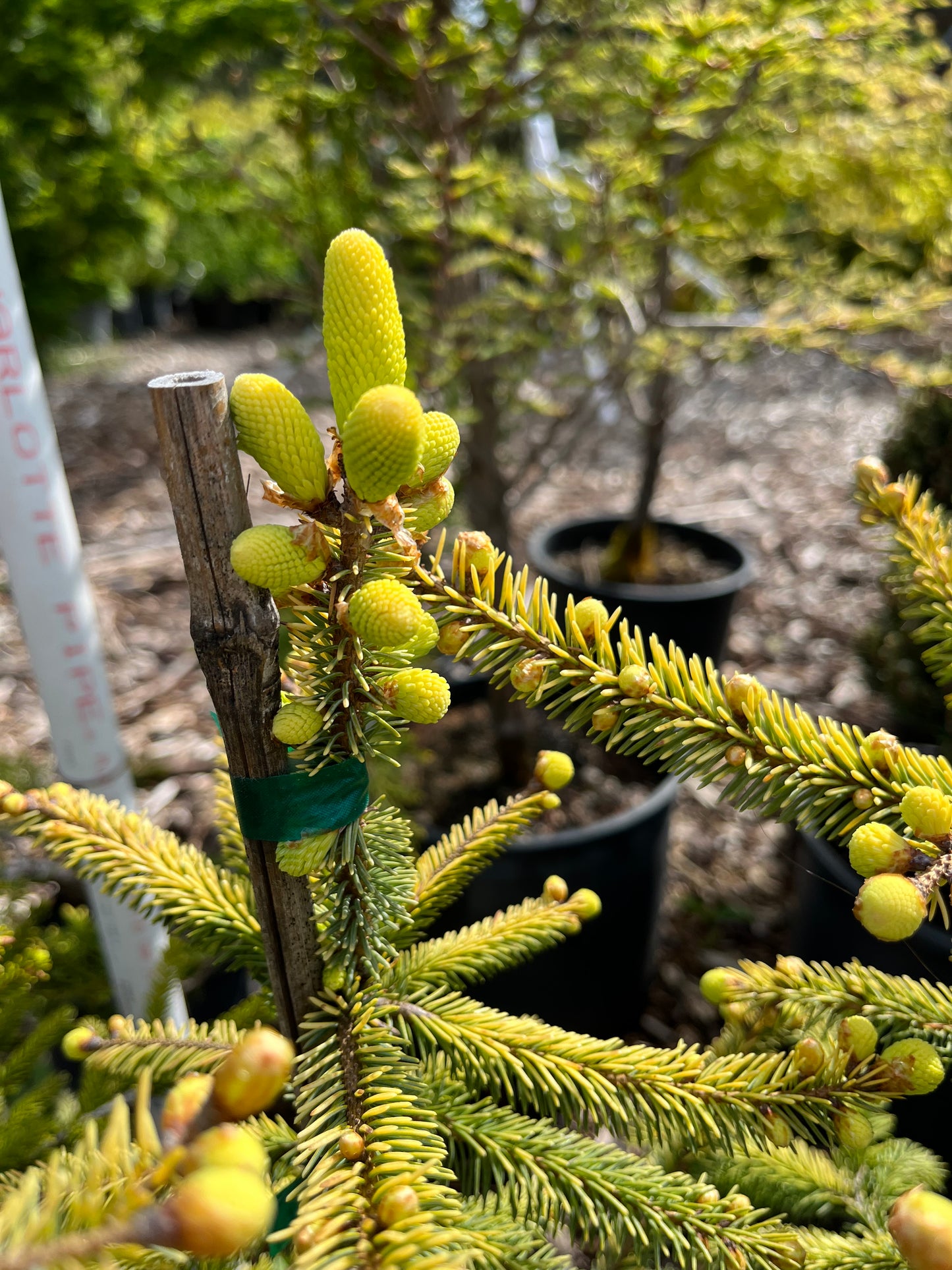 Aureovariegata Variegated Golden Black Hills Spruce Conifer Tree - Live Plant