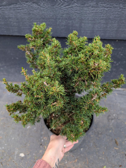 Kenwith Dwarf Cyprus Cedar, Cedrus Brevifolia Rare Miniature Conifer - Live Plant