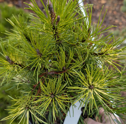 Sunshine Variegated Mugo Pine, Dwarf Conifer Bonsai Starter Tree - Live Plant