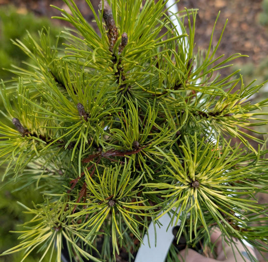 Sunshine Variegated Mugo Pine, Dwarf Conifer Bonsai Starter Tree - Live Plant