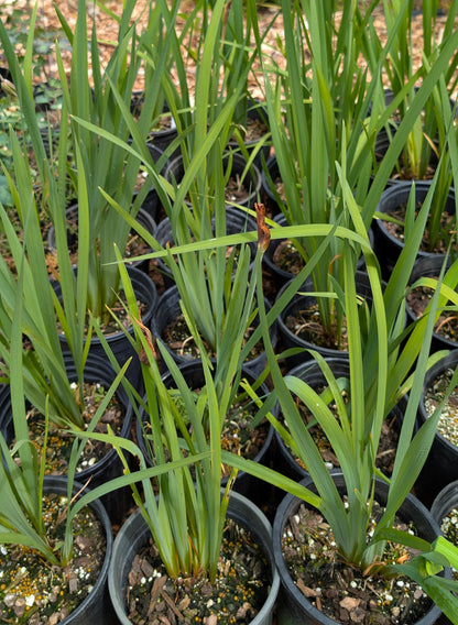 Miss Apple Siberian Iris, Magenta-Purple Award Winning Perennial - Live Plant