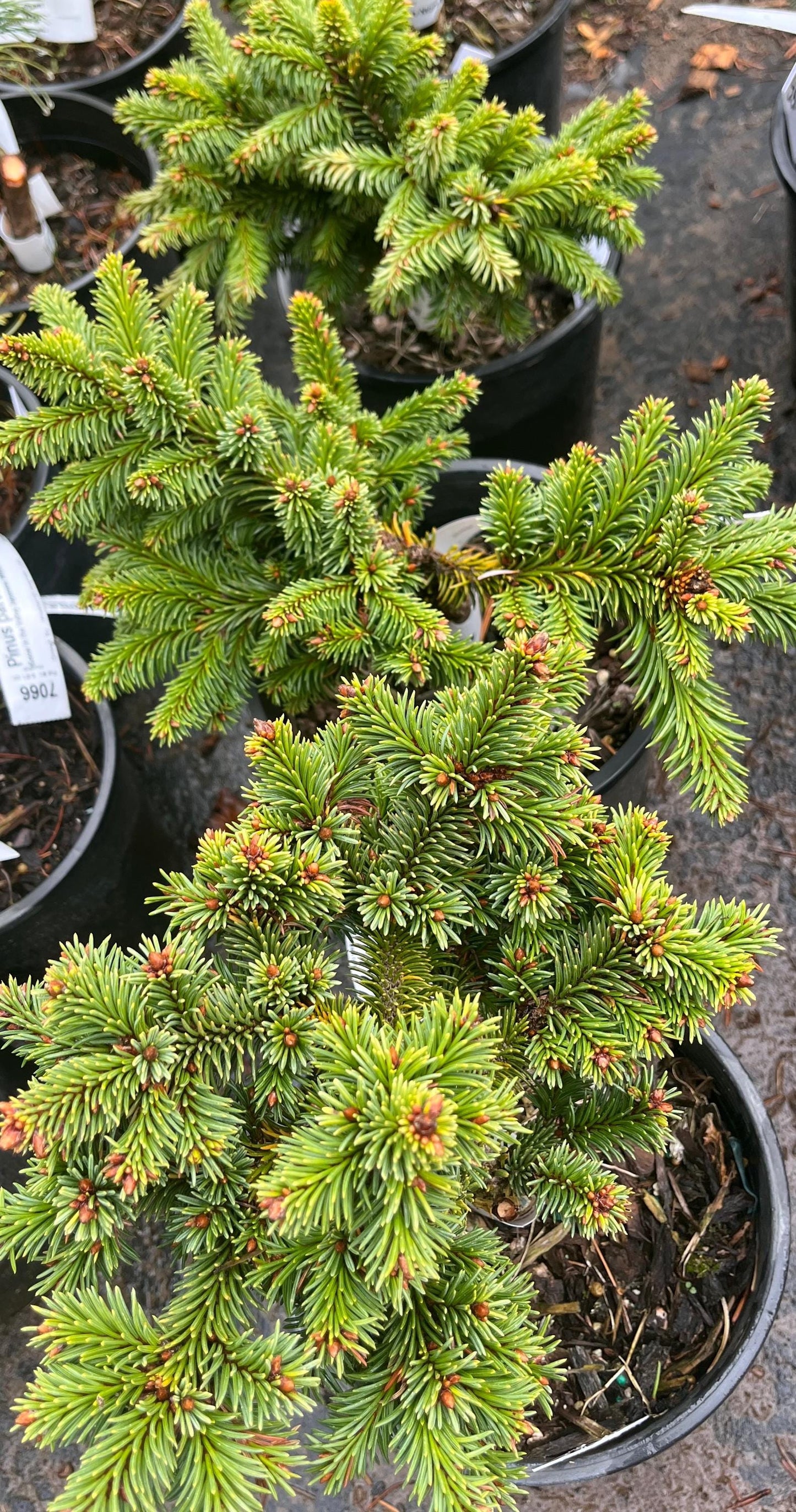 Medusa Rare Miniature Norway Spruce, Collector Conifer Tree - Live Plant