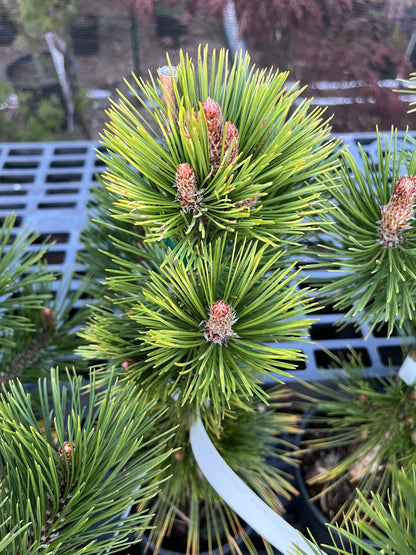 Bosnian Sunrise Rare Dwarf Bosnian Pine Conifer Tree - Live Plant