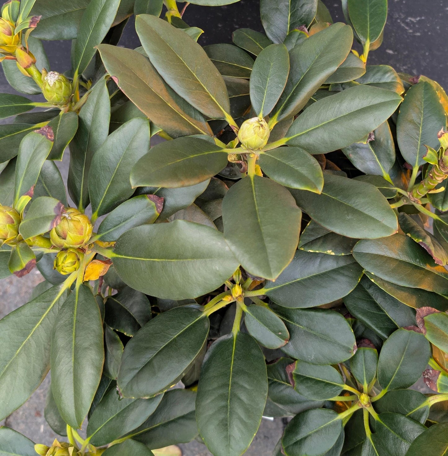 Cherry Cheesecake Rhododendron, Pink Flowering Evergreen Shrub - Live Plant