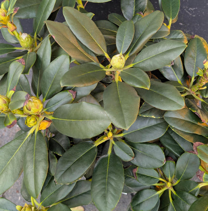 Cherry Cheesecake Rhododendron, Pink Flowering Evergreen Shrub - Live Plant