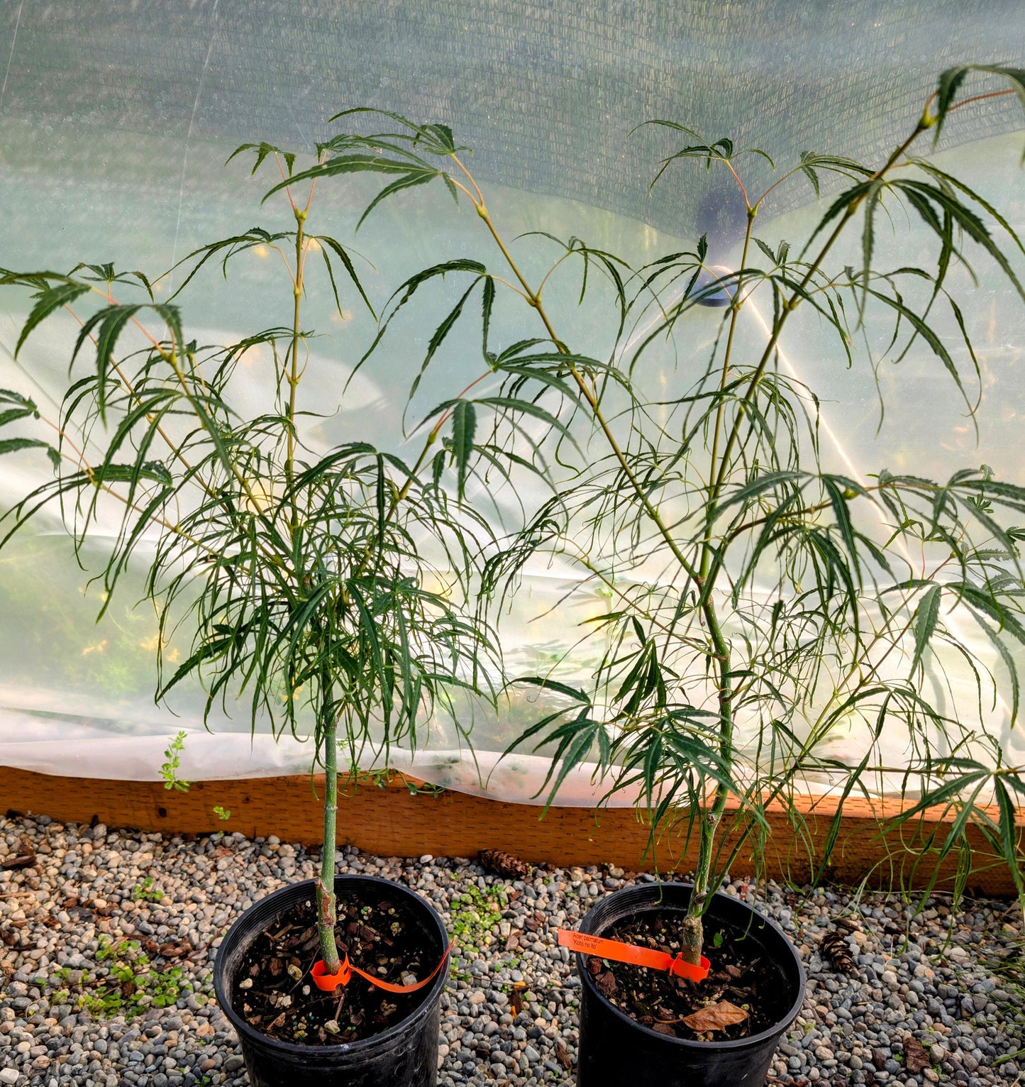 Koto No Ito Japanese Maple, Dwarf Harp String Acer Palmatum Tree - Live Plant
