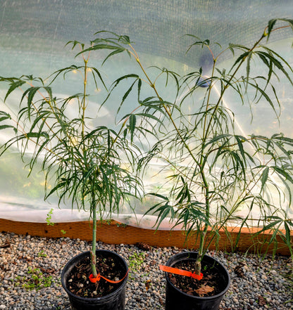 Koto No Ito Japanese Maple, Dwarf Harp String Acer Palmatum Tree - Live Plant