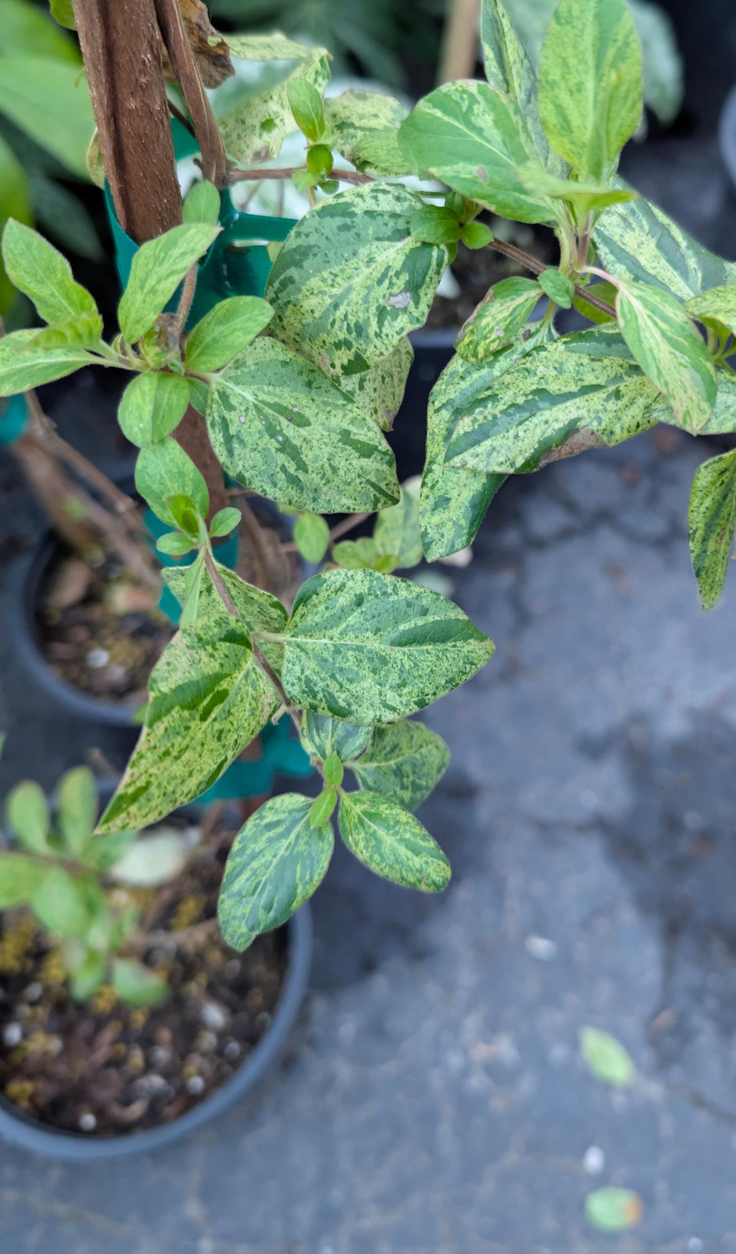 Mint Crisp Variegated Honeysuckle Vine, Fragrant Flowering Pollinator Plant - Live Plant