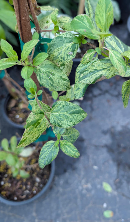 Mint Crisp Variegated Honeysuckle Vine, Fragrant Flowering Pollinator Plant - Live Plant