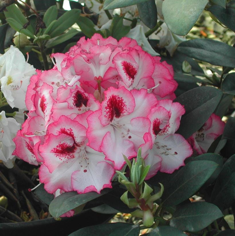 Cherry Cheesecake Rhododendron, Pink Flowering Evergreen Shrub - Live Plant