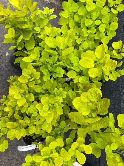 Ancot Golden Spirit Cotinus Coggygria Golden Smoke Bush Tree - Live Plant