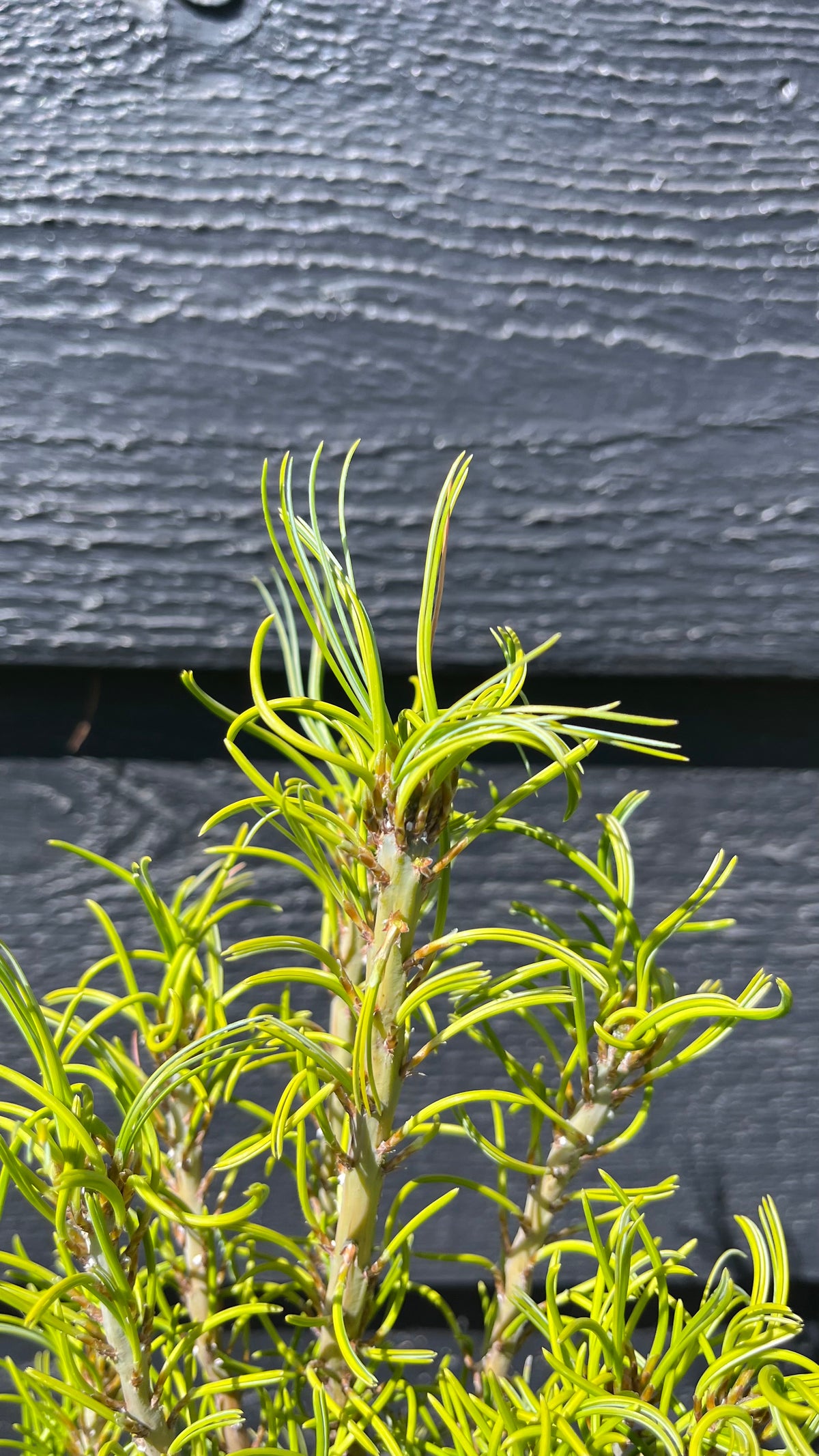 Tiny Kurls Dwarf Eastern White Pine, Unique Twisted Blue-Green Needles - Live Plant