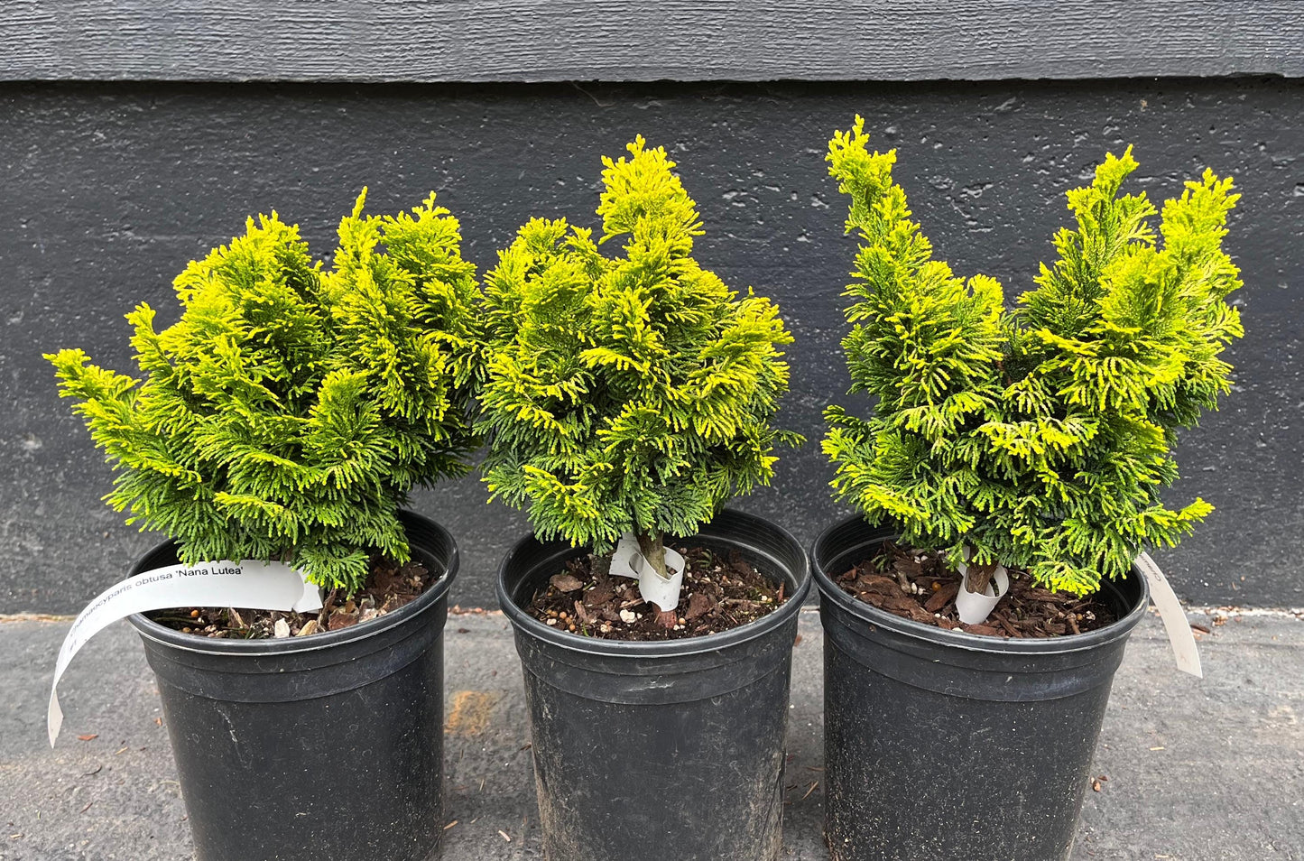 Nana Lutea Golden Hinoki Cypress, Dwarf Pre-Bonsai Conifer - Live Plant