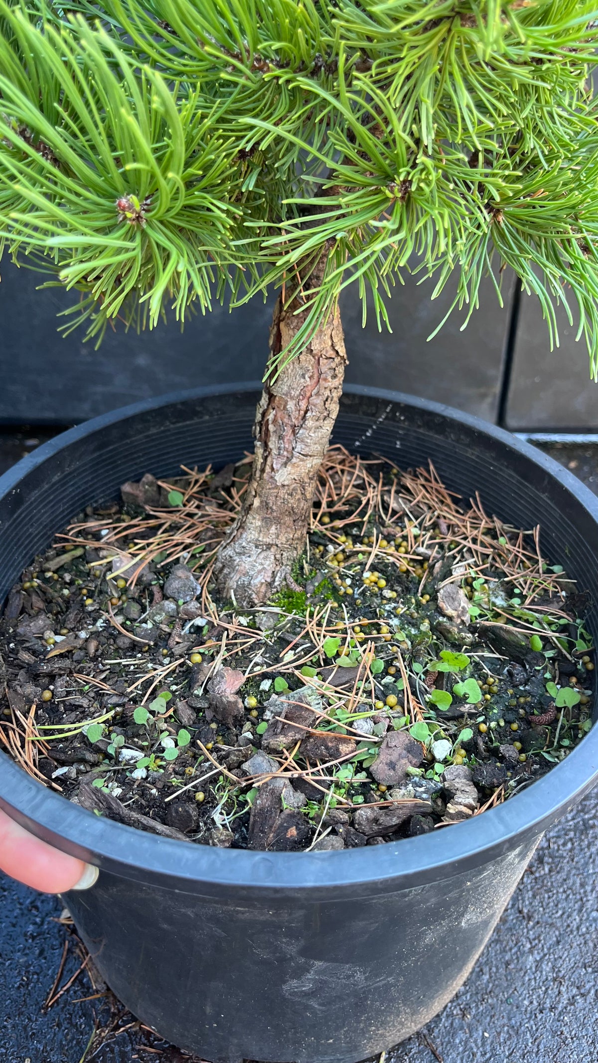 Starkl Rare Golden Mugo Pine, Dwarf Compact Evergreen - Live Plant