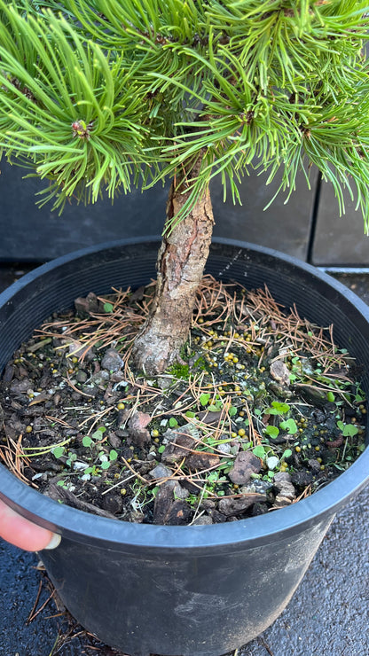 Starkl Rare Golden Mugo Pine, Dwarf Compact Evergreen - Live Plant
