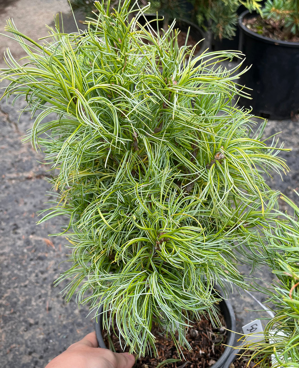 Tiny Kurls Dwarf Eastern White Pine, Unique Twisted Blue-Green Needles - Live Plant