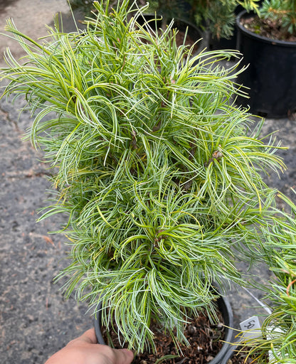 Tiny Kurls Dwarf Eastern White Pine, Unique Twisted Blue-Green Needles - Live Plant