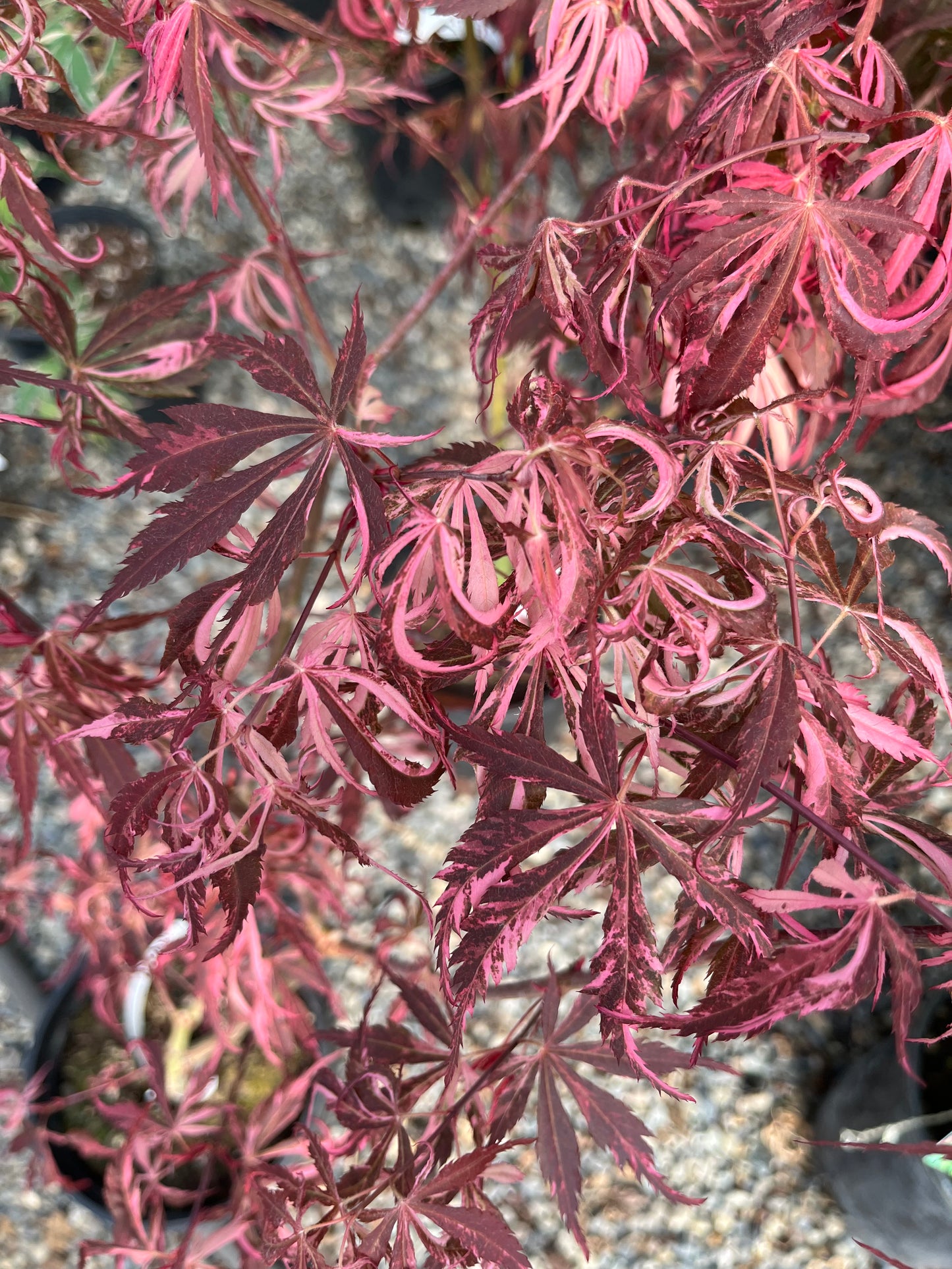 Lileeanne's Jewel Japanese Maple, Rare Variegated Acer Palmatum - Live Plant