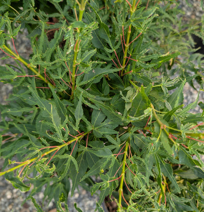 Catalina Yatsubusa Japanese Maple, Dwarf Variegated Mikawa Cultivar - Live Plant
