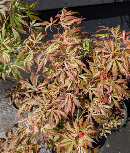 Lileeanne's Jewel Japanese Maple, Rare Variegated Acer Palmatum - Live Plant