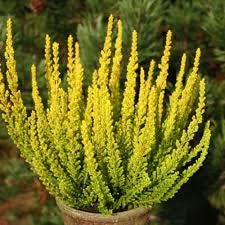 Zeta Golden Scotch Heather, Calluna Vulgaris Evergreen Shrub - Live Plant