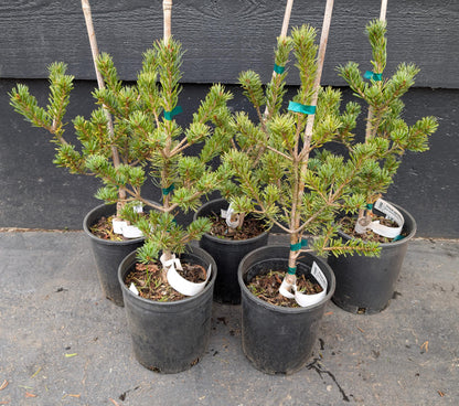 Kobe Dwarf Japanese White Pine, Rare Bonsai Starter Tree - Live Plant