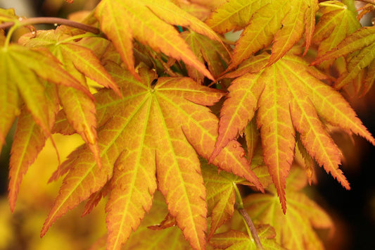 Sunny Dwarf Golden Full Moon Japanese Maple Tree - Live Plant