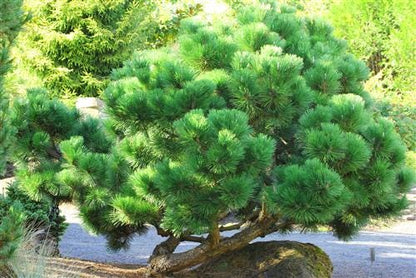 Thunderhead Japanese Black Pine, Pinus Thunbergii, Dwarf Evergreen Conifer - Live Plant