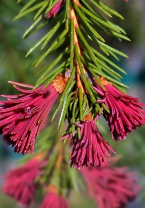 Red Tipped Norway Spruce Tree, Picea Abies Rubra Spicata - Live Plant