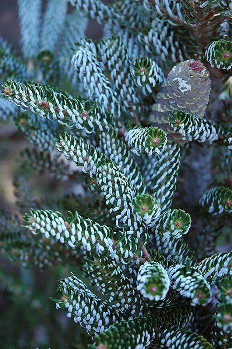Horstmann's Silberlocke Korean Fir, Upright Silver-White Conifer Purple Cones - Live Plant