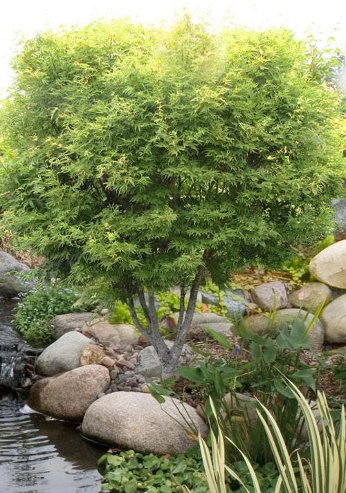 Dr. Seuss Variegated Japanese Maple, Rare Dwarf Acer Palmatum Tree - Live Plant