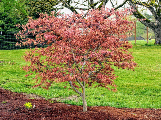 Olsen's Frosted Strawberry Japanese Maple, Rare Pink Ornamental Tree - Live Plant