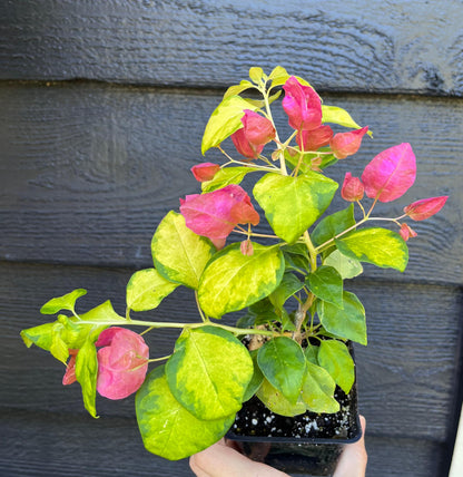 Sunstone Red Bougainvillea Fast Growing Tropical Flowering Vine - Live Plant