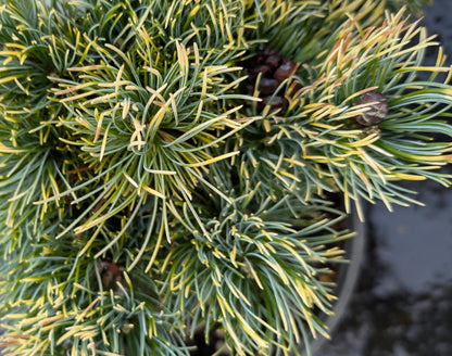 Goldilocks Rare Dwarf Japanese White Pine, Conifer Tree - Live Plant