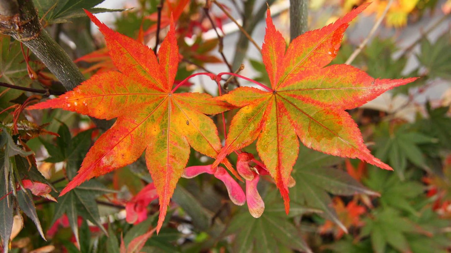 Omato Japanese Maple, Upright Vase Form, Bold Fall Color - Live Plant