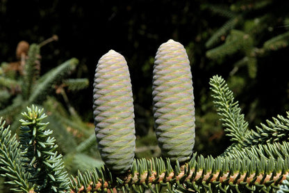 Glauca Blue Spanish Fir Abies Pinsapo, Unique Needle Dwarf Conifer - Live Plant