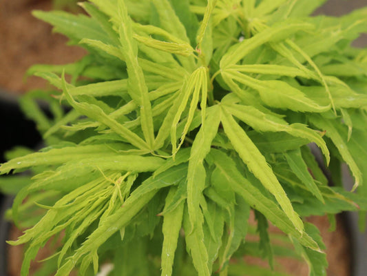 Catalina Yatsubusa Japanese Maple, Dwarf Variegated Mikawa Cultivar - Live Plant