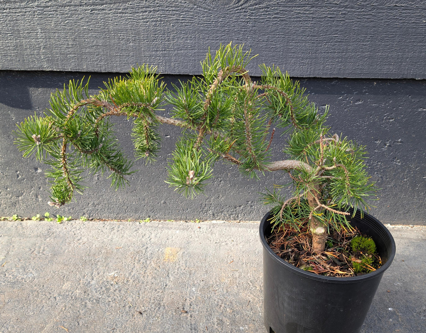 Uncle Fogy Rare Twisting Jack Pine, Pinus Banksiana Unique Weeping Conifer - Live Plant