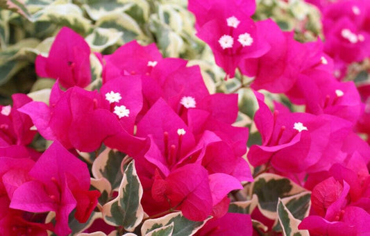 Raspberry Ice Variegated Bougainvillea Pink Flowering Vine - Live Plant