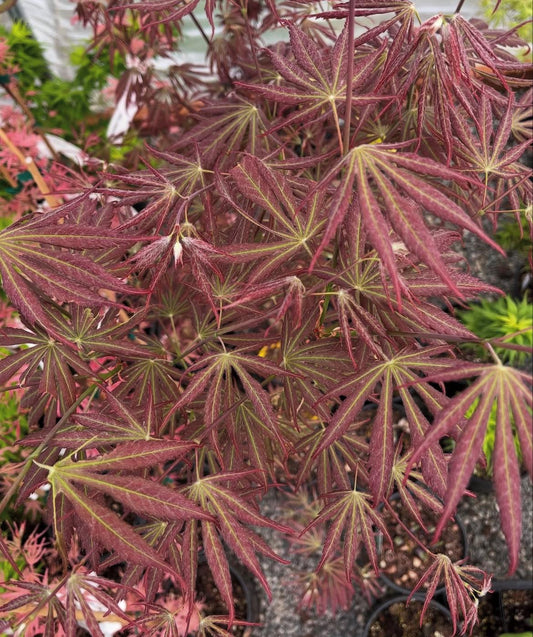Bronze Age Japanese Maple, Rare Full Moon Acer Palmatum Dwarf Tree - Live Plant