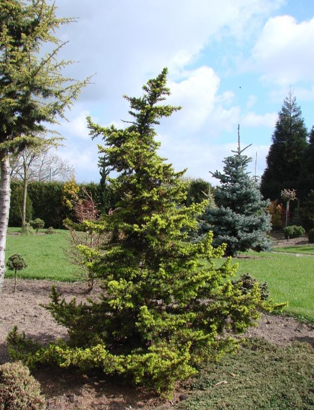 Green Prince Cedar of Lebanon, Dwarf Bonsai Evergreen Conifer - Live Plant