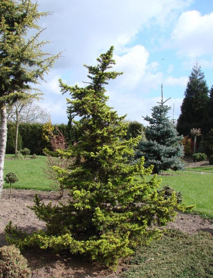 Green Prince Cedar of Lebanon, Dwarf Bonsai Evergreen Conifer - Live Plant