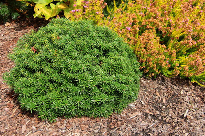 Cis Dwarf Korean Fir Abies Koreana, Slow Growing Compact Evergreen Conifer - Live Plant
