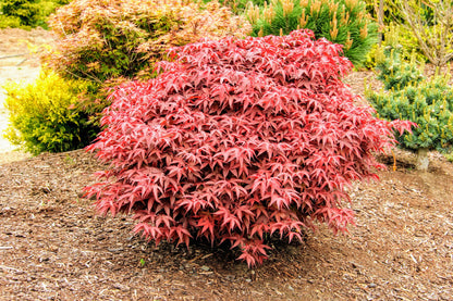 Rhode Island Red Japanese Maple, Dwarf Compact Red Acer - Live Plant