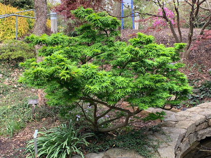 Mikawa Yatsubusa Japanese Maple Tree, Dwarf Acer Palmatum - Live Plant