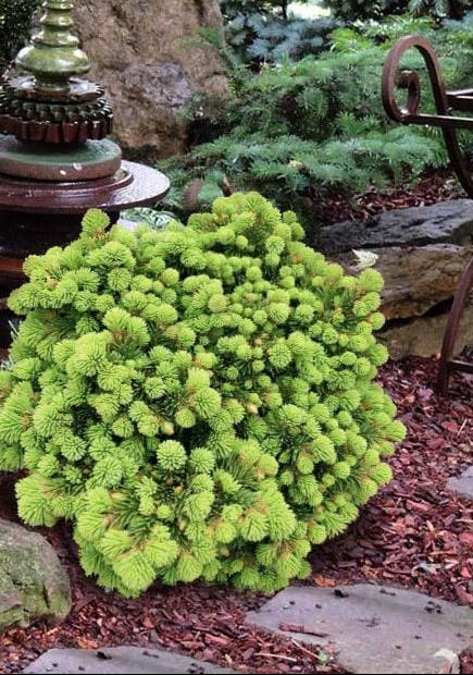 Medusa Rare Miniature Norway Spruce, Collector Conifer Tree - Live Plant
