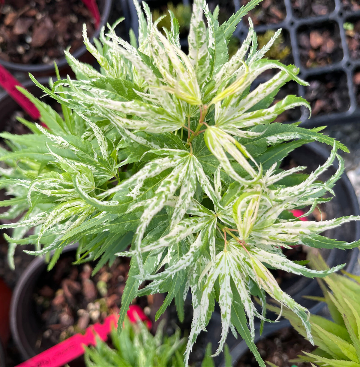 Snow Kitten aka Yuki Yama Rare Variegated Japanese Maple, Mikawa Type - Live Plant
