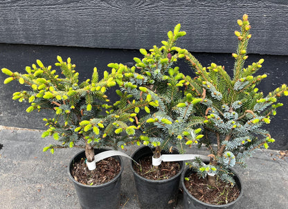 Howell’s Dwarf Tigertail Spruce, Picea Bicolor Conifer,  Unique Purple Cones - Live Plant